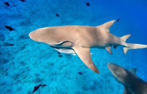 Screenshot 2026-02-08 8.46.38 PM.png