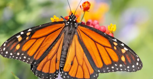 Screenshot 2026-02-25 5.53.44 PM.png