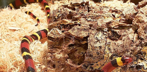 Screenshot 2026-03-26 10.39.03 AM.png