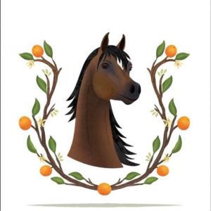 Innovation Arabians Winter Horse Camp