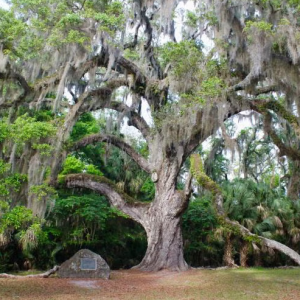 Bulow Creek State Park