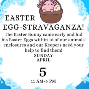 Daytona Aquarium Easter Egg-Stravaganza