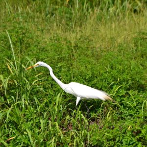 Lake Apopka Wildlife Drive