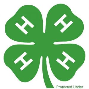 4-H Eco Explorers Camp