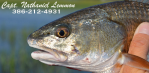 Florida Sightfishing