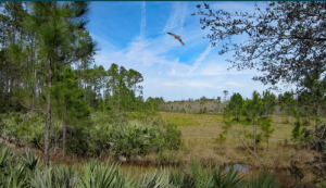 Wiregrass Prairie Preserve Campsite