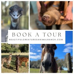 Beautiful Creatures Animal Ranch - Farm To You Revue