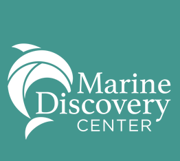 Marine Discovery Center Volunteer