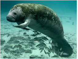 Manatee Watch - Volusia County Environmental Management