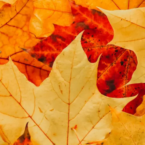 Lyonia Environmental Center - The Hidden Colors Of Fall