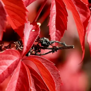 Lyonia Environmental Center - "Fallin' For Fall " Hike