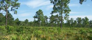 Longleaf Pine Preserve