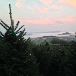 11/24 - 12/24 Severts Christmas Tree Farm