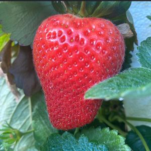 Hathy's Hilltop Produce Strawberry U-Pick