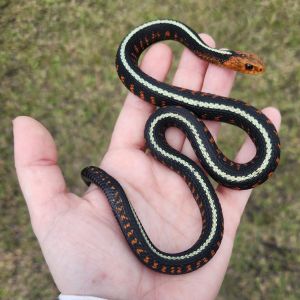 Destiny's Reptile Classroom
